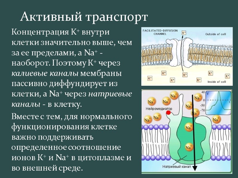 Активный транспорт  Концентрация K+ внутри клетки значительно выше, чем за ее пределами, а